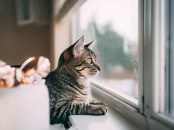 Can Cats Sense Tornadoes? Vet-Reviewed Facts & Safety Tips