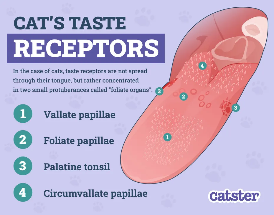 Cat's Taste Receptors