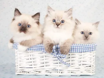 Ragdoll Kittens for Sale in Illinois: Breeders List 2026