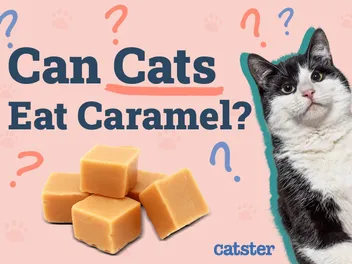 Can Cats Eat Caramel? Vet-Reviewed Facts & FAQ