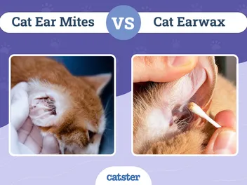 Cat Ear Mites vs Earwax: Vet-Reviewed Ways to Tell the Difference