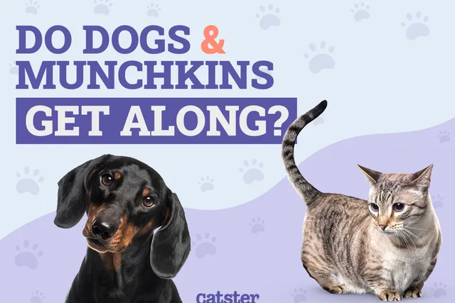 Do Munchkin Cats Get Along With Dogs? Vet-Reviewed Answer & Explanation