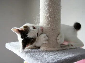 13 DIY Cat Castles You Can Make Today (With Pictures)