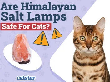 Are Himalayan Salt Lamps Safe for Cats? Vet Reviewed Facts