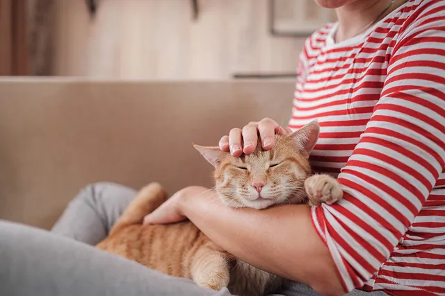 National Foster A Pet Month 2026: When & What Is It?