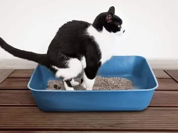 Do Cats Like Privacy When They Poop? Vet-Reviewed Feline Preferences