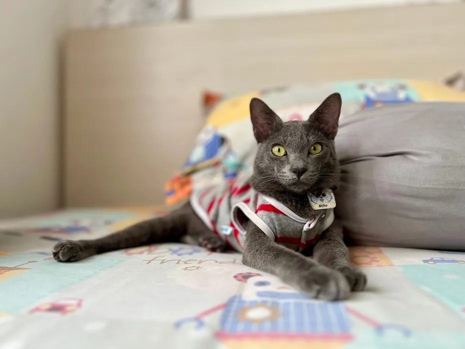Indonesia’s Cat called Busok From Raas Island in Sumenep