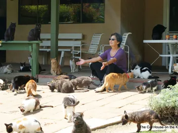 How One Woman's Retirement Home Became a Haven for Hundreds of Cats: The Cat House on the Kings | Heroes of the Pet World