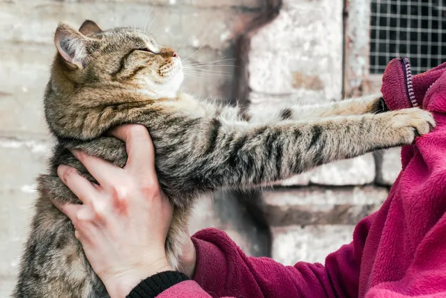 10 Worst Cat Breeds for First-Time Owners (With Info & Pictures)