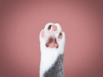 What Are Cat Feet Called? 8 Cute Nicknames