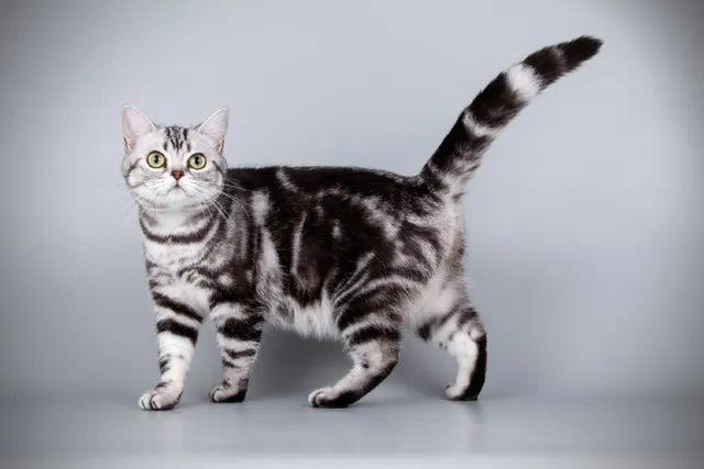 10 Fascinating Facts About Silver Tabby Cats