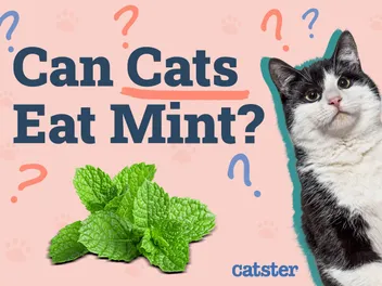 Can Cats Eat Mint? Vet-Verified Facts & Advice