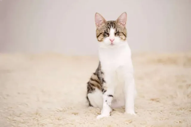 How to Care for a Blind Cat: 7 Vet-Reviewed Tips