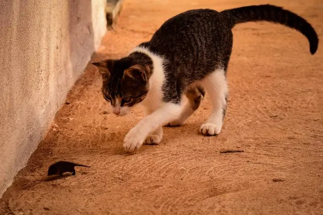 My Cat Killed a Mouse, What to Do? Our Vet Answers & Explains