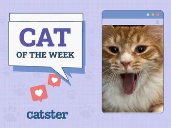 Catster Photo Contest: Cats of the Week Winners (November 13, 2025)