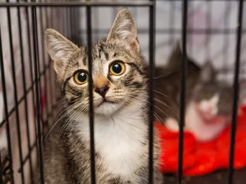 11 Signs to Look for When Inspecting a Cat Boarding Facility (Vet Reviewed)