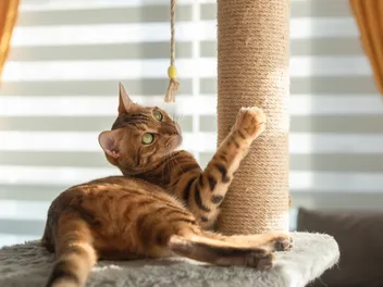 10 Best Scratching Posts for Kittens in 2026 – Reviews & Top Picks