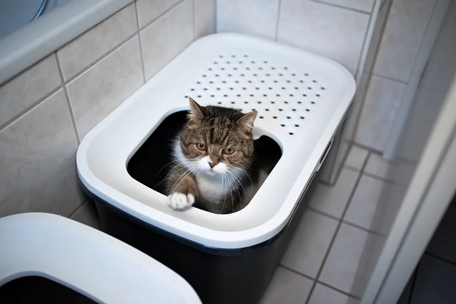 tabby british shorthair cat leaving the top entry litter box