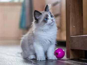 How to Take Care of Your New Kitten: 8 Vet-Approved Tips