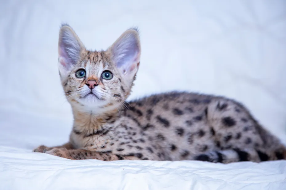 snow Savannah cat