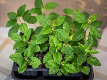 7 Best Catnip Sprays of 2026 - Reviews & Top Picks