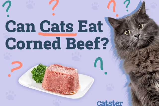 Can Cats Eat Corned Beef? Vet Approved Risks & Nutritional Information
