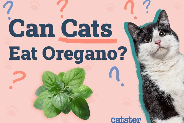 Can Cats Eat Oregano? Vet-Verified Toxicity Facts & What to Do