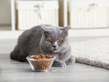 Do I Have a Finicky Cat? Is a Finicky Eater a Behavior Issue? (Vet-Reviewed)