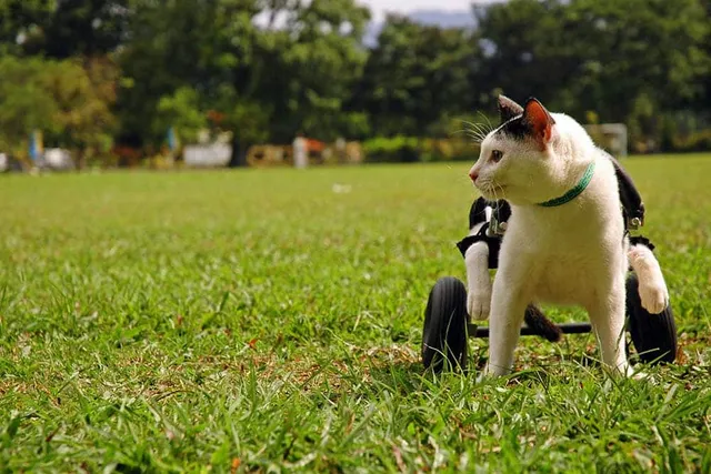8 Amazing DIY Cat Wheelchair Plans You Can Build at Home (With Pictures)
