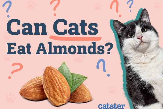 Can Cats Eat Almonds? Vet-Approved Facts & FAQ