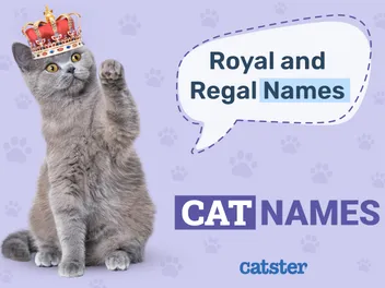 225 Royal & Regal Cat Names: Great Ideas for Your Noble Cat
