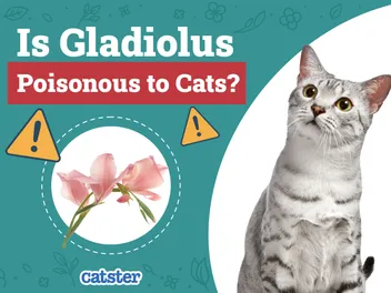 Is Gladiolus Poisonous to Cats? Vet Reviewed Advice