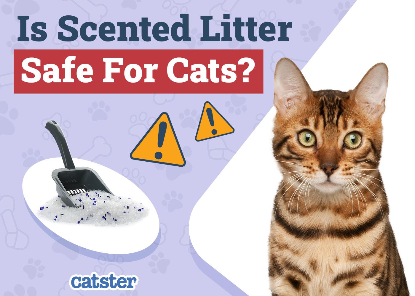 Catster_Is Scented Litter Safe for Cats