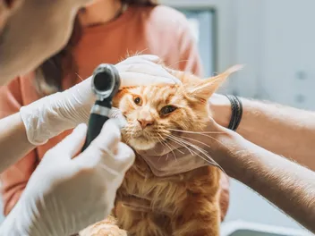 Chlamydia in Cats: Our Vet Explains the Signs, Prevention & Treatment