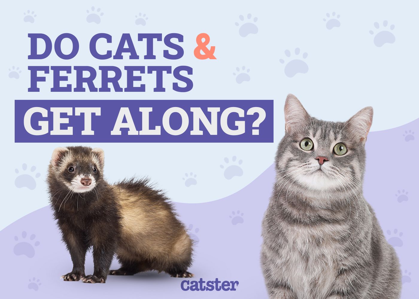 Cats and ferret get along