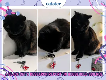 Cheekiness by Design: A Black Cat’s Research Report on Household Science