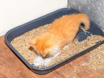 Why Do Cats Roll Around in the Litter Box? 4 Vet-Approved Reasons & Tips