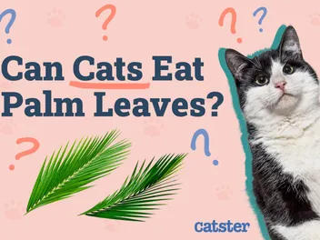 Can Cats Eat Palm Leaves? Vet-Approved Facts & FAQ