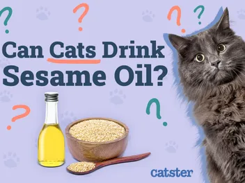 Can Cats Drink Sesame Oil? Vet Reviewed Nutrition Advice