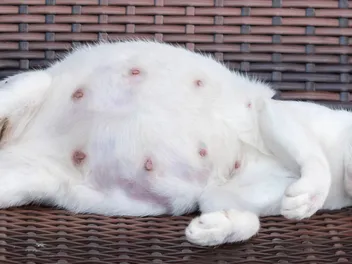 How Do Cats Give Birth? (Vet Approved Pregnancy & Labor Facts)