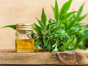 Will CBD Help My Cat With Seizures & Epilepsy? What You Should Know (Vet-Reviewed)