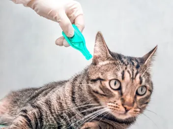 How to Prevent Tick Bites on a Cat: 6 Vet-Approved Methods