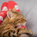 Why Does My Cat Sleep at My Feet? 6 Vet-Reviewed Reasons Behind This Behavior