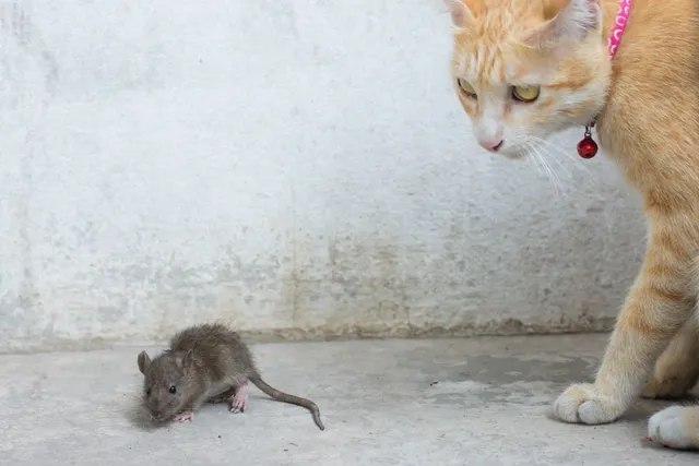 Do Cats Kill Rats? Vet-Reviewed Facts & Efficacy