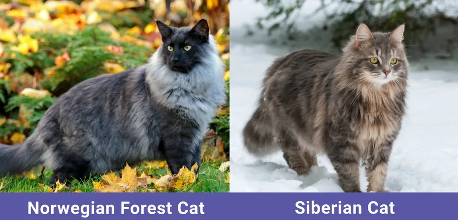 side by side Norwegian Forest Cat VS Siberian