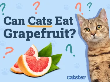 Can Cats Eat Grapefruit? Vet Approved Health Guide & FAQ