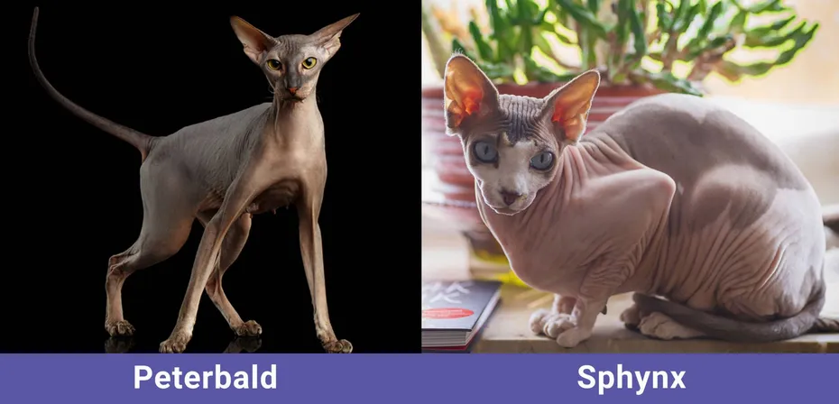 side by side Peterbald VS Sphynx