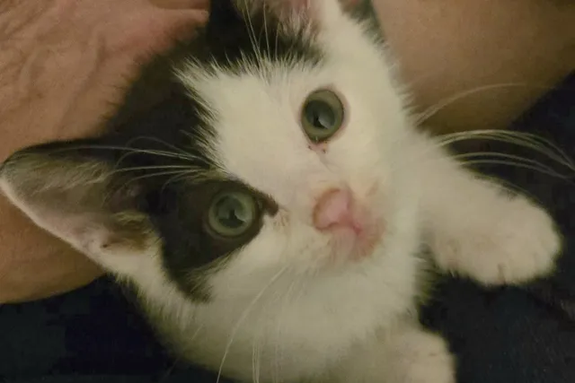 A Different Kind of Wobbly Kitten – Meet Little Lala