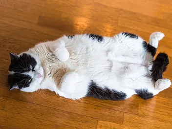 How Do Cats Show Submission? Vet Reviewed Behavior Explained
