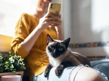 How to Make My Cat TikTok Famous: 8 Tips to a Viral Craze
